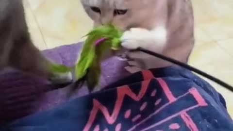 Funny Cat