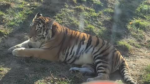 A tiger fluttering its tongue is like a cat.