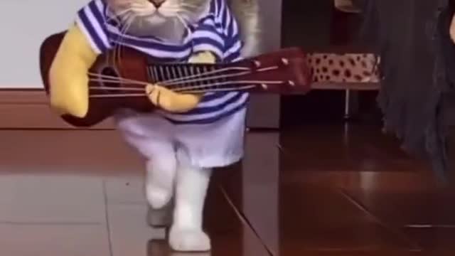 Beautiful Cat Video funny