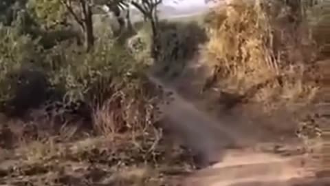 Cute animal behavior makes you happy