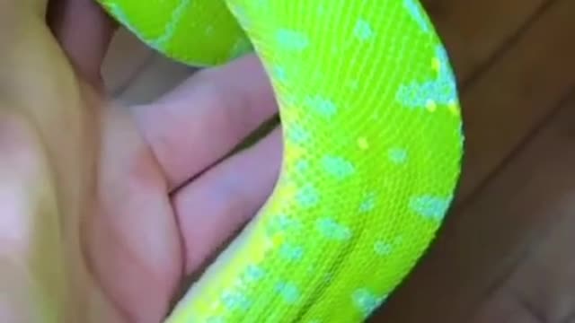 annconda snake,python snake,