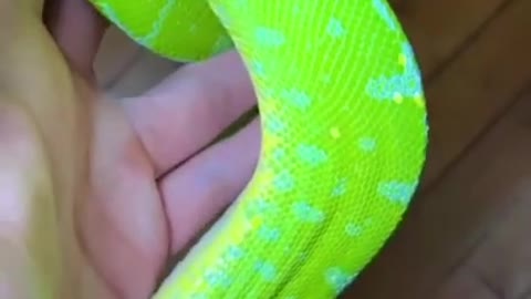 annconda snake,python snake,