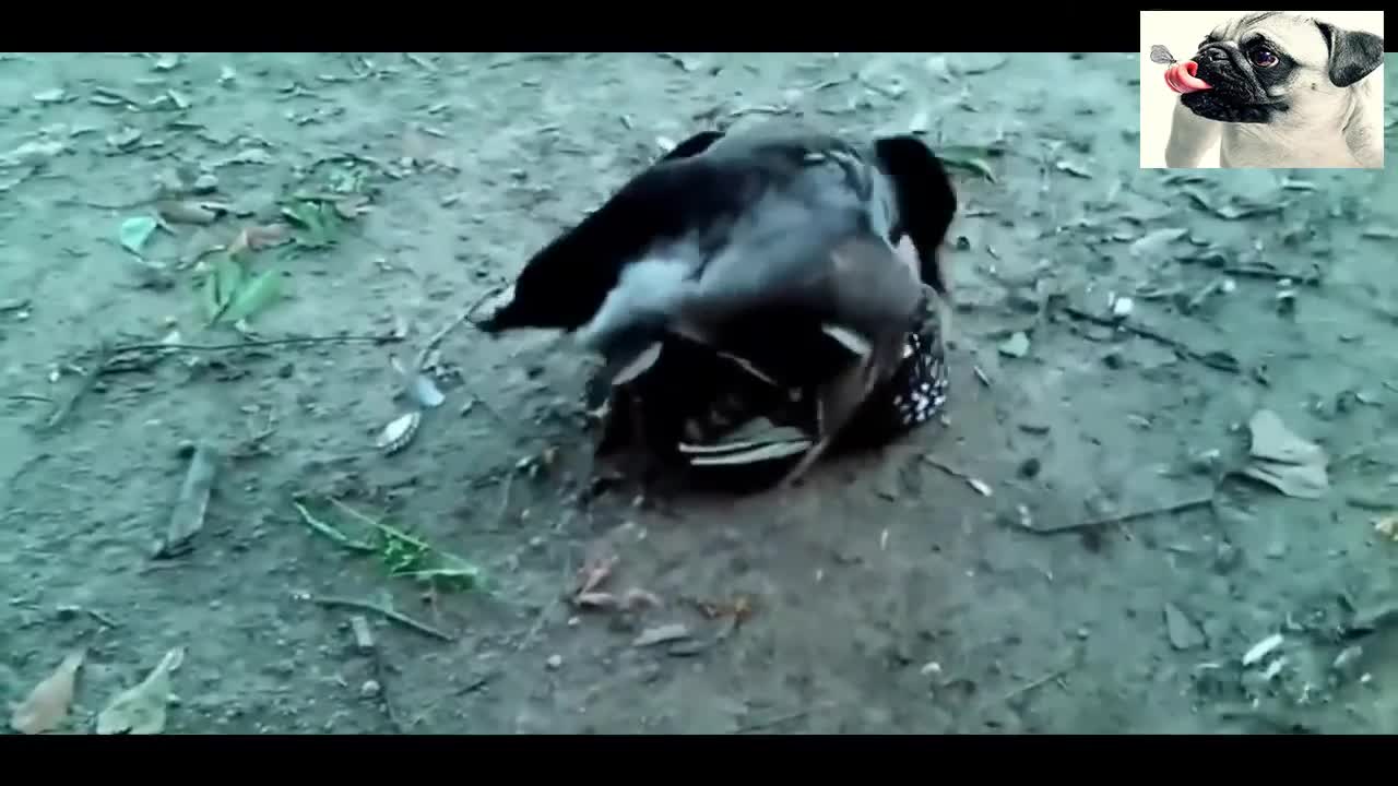 Funny Chickens Video Series #2