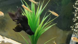 50-Gallon Aquarium