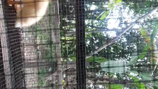 Duck funny happy