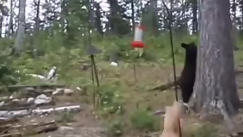 Brave cat