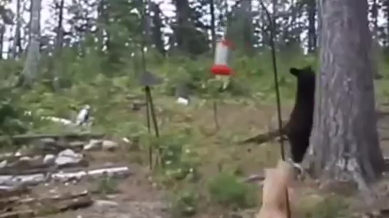 Brave cat