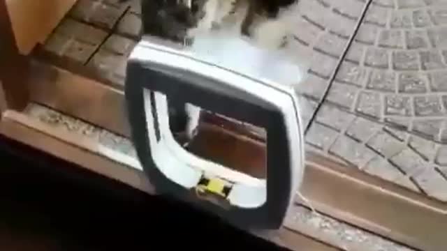Cat go plus ultra on pet door