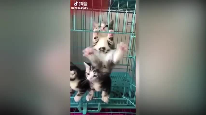 Tiktok cute CATS funny video compilation 2021 new