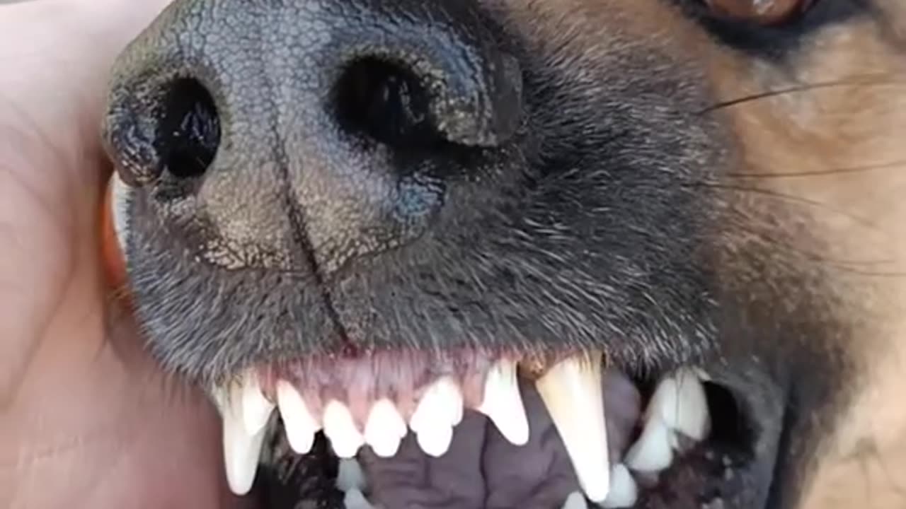 Funny dog | very funny german shepherd dog