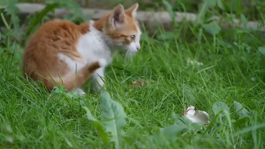 Baby cat funny and cute baby cat video compilation cute cat video