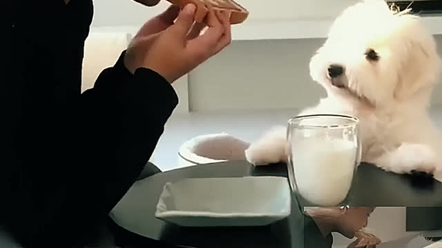 Want to eat, dog