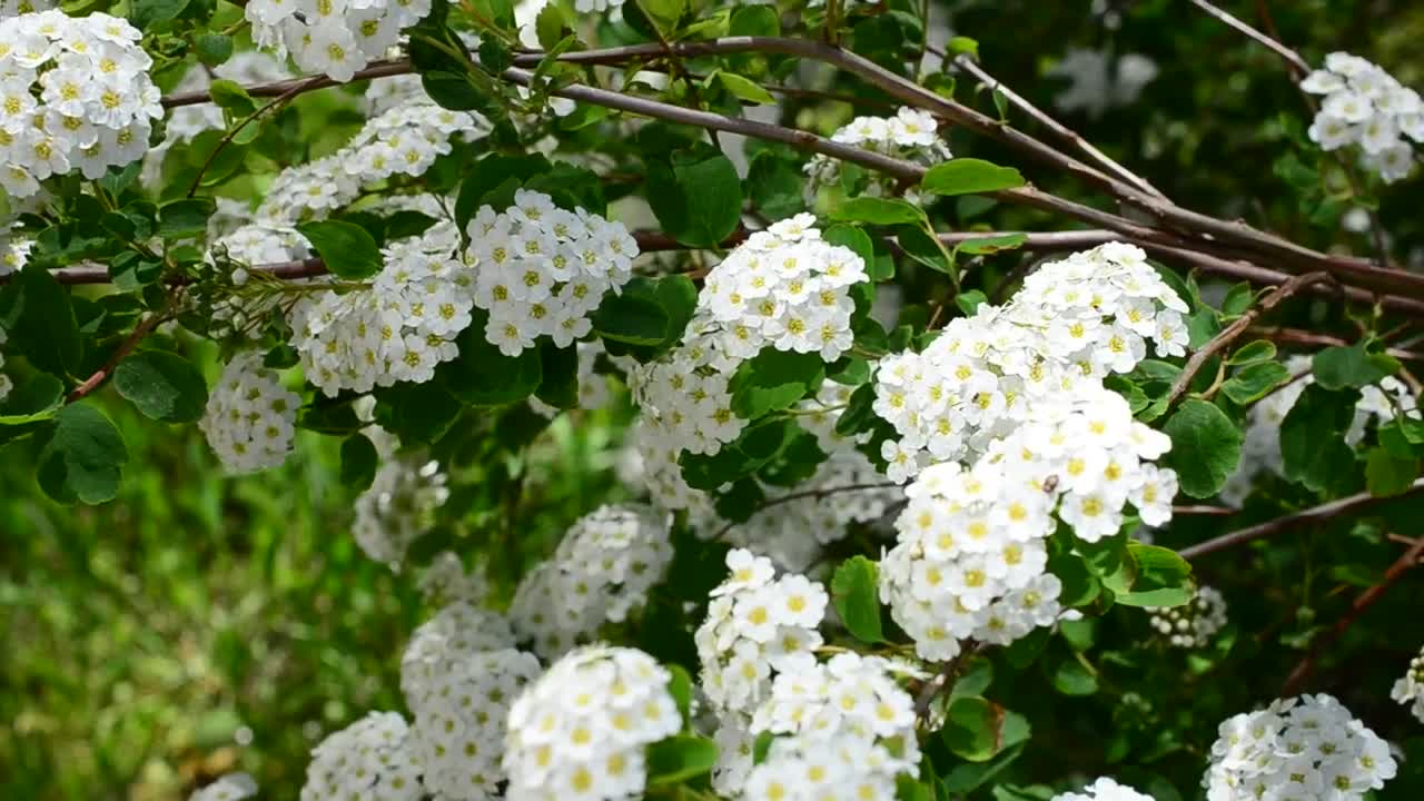 Branches of a tree with leaves and many flowers