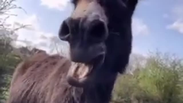 Laughing Donkey Funny Animal