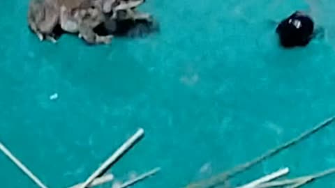 Frog don't like this type of insects..