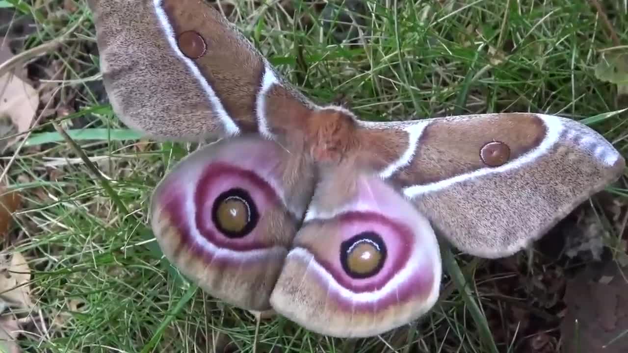 The butterfly 🦋