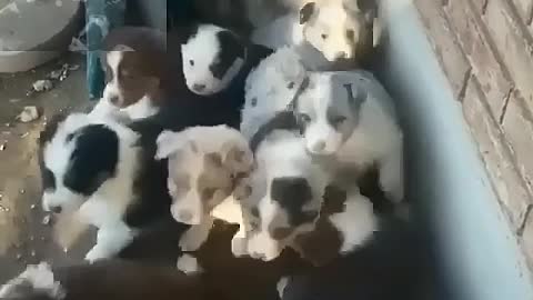 Dogs waiting to be fed