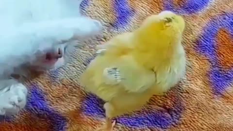 Funny cat and chicken baby