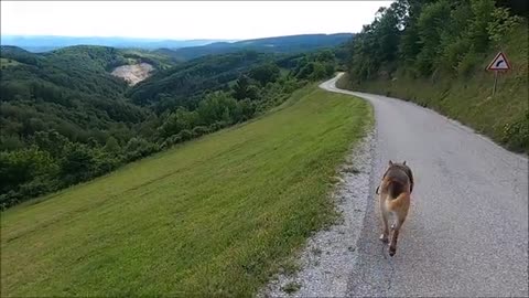 Dog Walking on Road