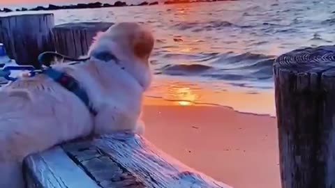 Dog looking at the sea what a cute thing