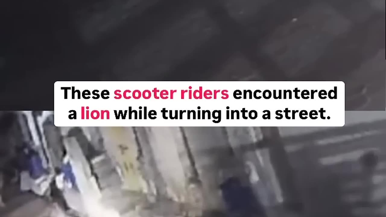 Scooter riders fled for life after they encountered a lion in a residential area in Gujarat.