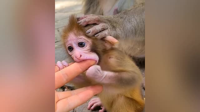 This little monkey is so cute and adorable 🐒🥰