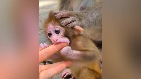 This little monkey is so cute and adorable 🐒🥰