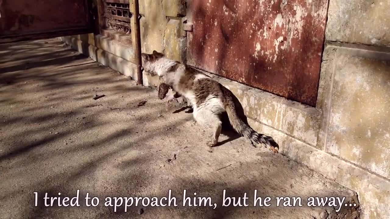 Cat Hit By A Car. Vets Want To Put Him To Sleep But He Wants To Live