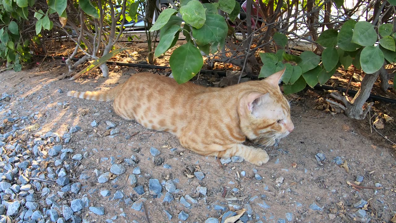 CHRIS MARTIN - Homeless cat in Ras Al Khaimah, UAE #cat #cats #ChrisMartin #emirates #ae #UAE #food