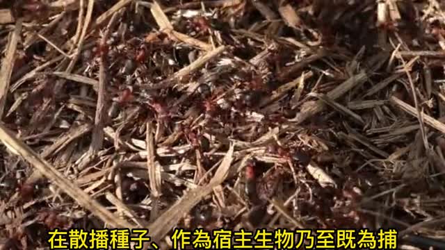世上螞蟻有多少? 至少2萬兆