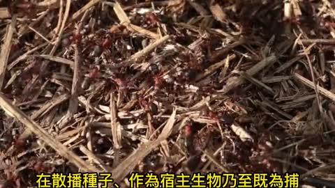 世上螞蟻有多少？ 至少2萬兆