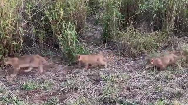 God Gave Strength To Buffalo Leading Herd Rescues His Teammates From Lion Chase - Wild Animal Attack