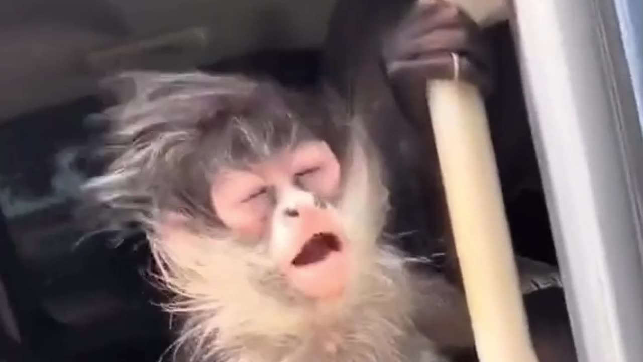 Monkey car karaoke