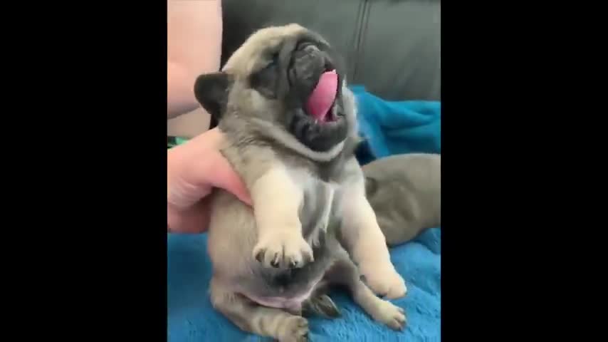 Funniest and Cutest Pug Dog Videos Compilation 2020 #1