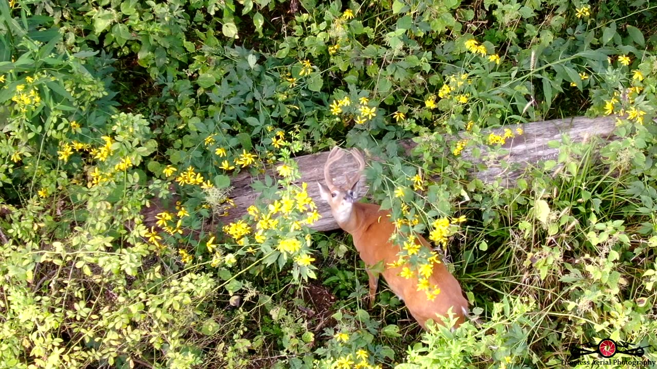 Small Buck with antlers that are growing together