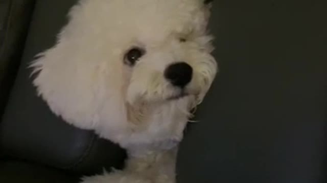 A puppy playing on the sofa