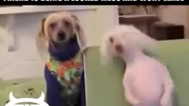 Top Funny Animal Video DANCING DOG