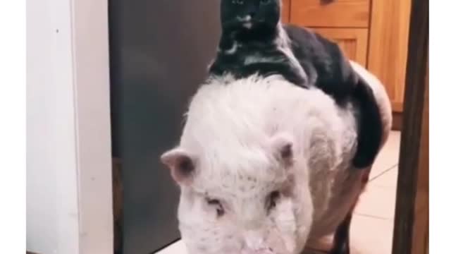 The best friend cat of the piggy