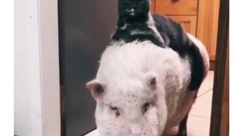 The best friend cat of the piggy