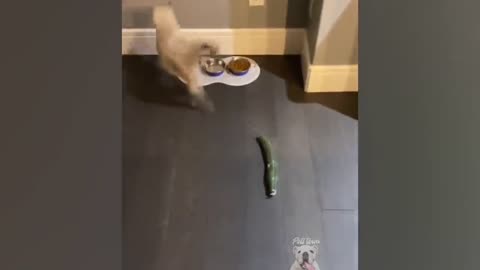 Cats Scared of Cucumbers Compilation Video