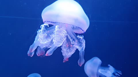 Jellyfish