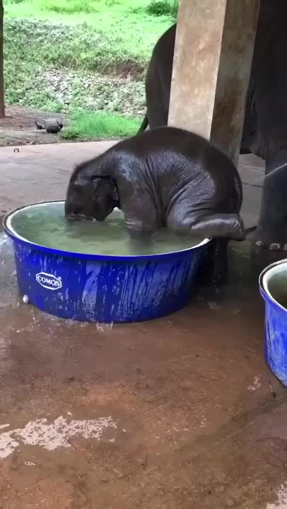 They should never be enslaved or exploited for entertainment but always cared for and free.💙