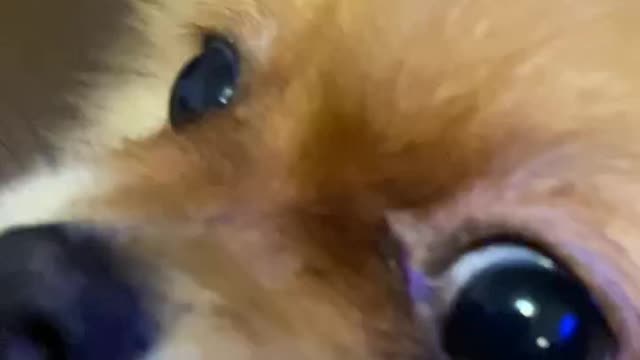 Dangerous predator :D My dog