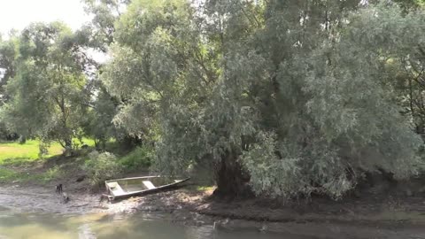 Romania Danube delta dogs on bank cx