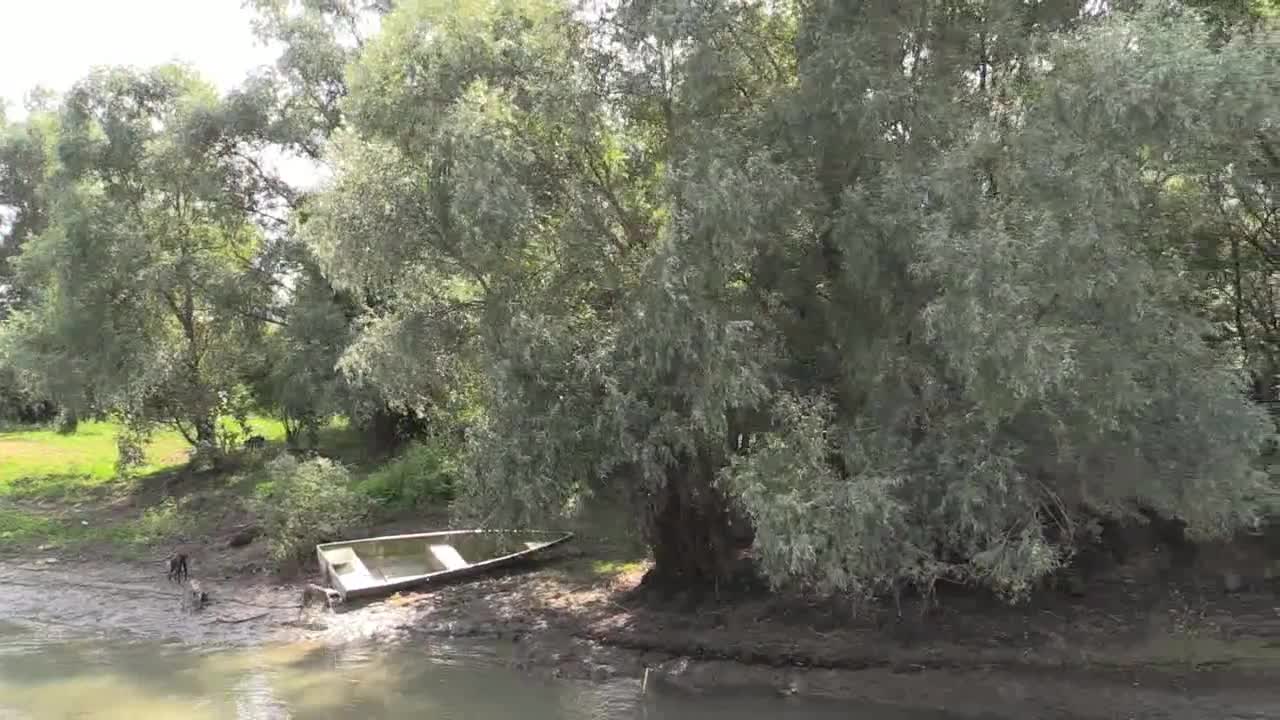 Romania Danube delta dogs on bank cx