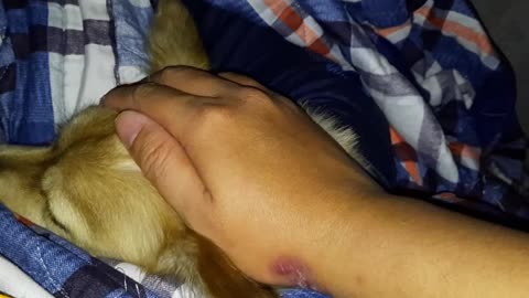 My Sleeping Dog