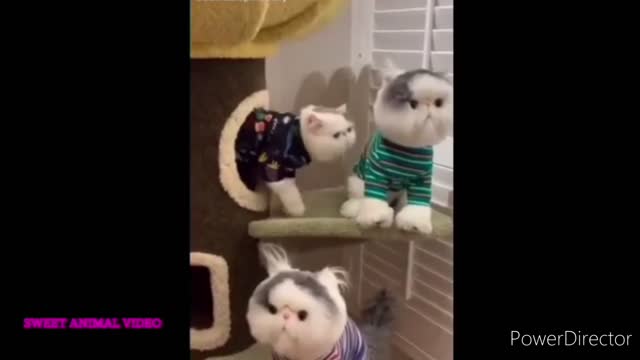 Cat 🐈 and Dog 🐕 funny videos 2022 new part 1 || Animal Lover Benakash