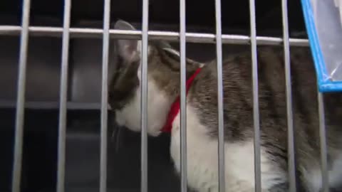 Anti-Cruelty Society hosts 10th annual Clear The Shelters event