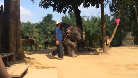 Elephant Dance Thailind