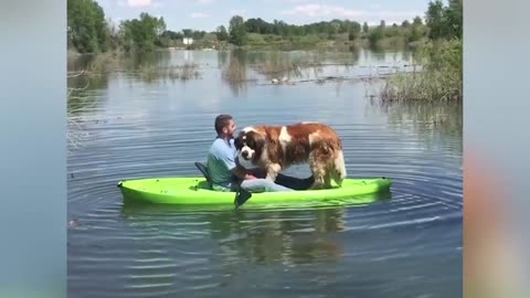 Dog Capsizes Owner